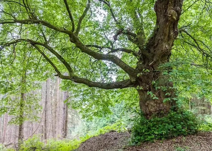 Lovely In Friedrichsfeld With Garden